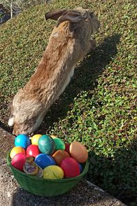 High angle view of multi colored eggs