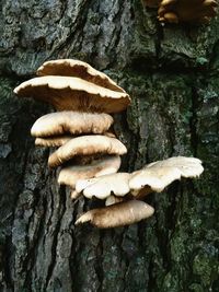 Close-up of mushroom on tree trunk