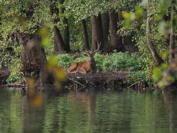 Cat by trees in water