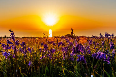 Purple flowering plants on field against sky during sunset