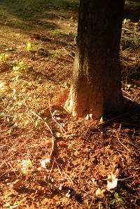 View of tree on field