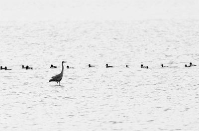 Birds flying over lake