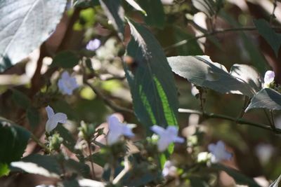 Close-up of fresh green leaves