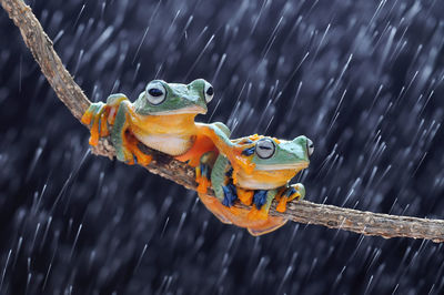 Close-up of frog on wood