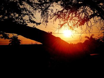 Sun shining through trees