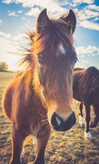 Close-up of horse standing on field against sky