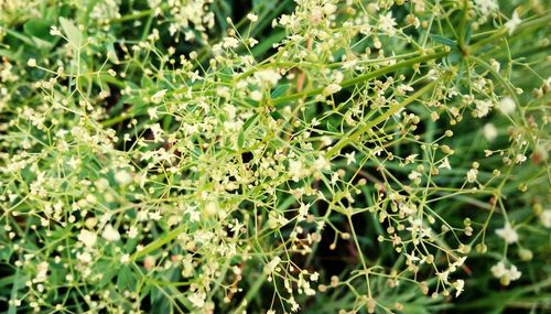 Full frame shot of fresh green plants