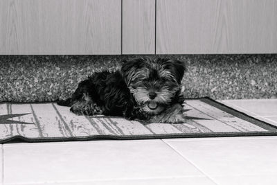 Portrait of dog relaxing on floor