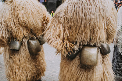 Close-up of sheep