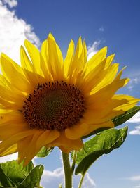 Low angle view of sunflower against sky