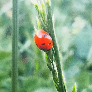 Close-up of ladybug on plant