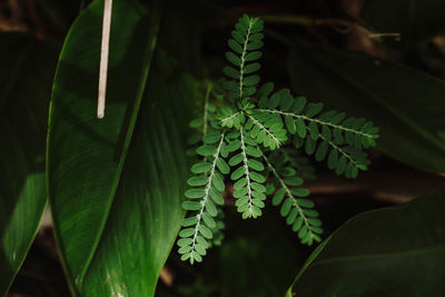 Close-up of green leaves on potted plant