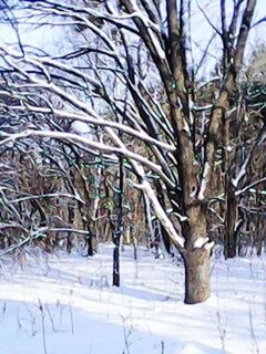 BARE TREES IN SNOW COVERED LANDSCAPE