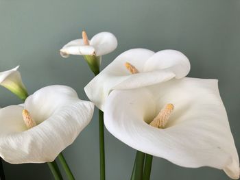 Close-up of white flowering plant