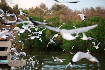 Seagulls flying over lake