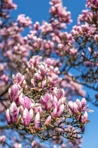 Close-up of cherry blossoms on tree