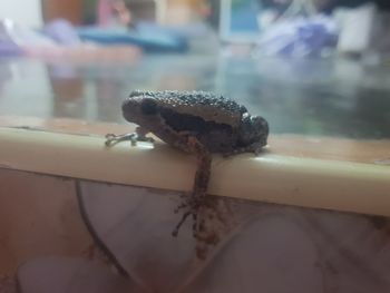 Close-up of a lizard