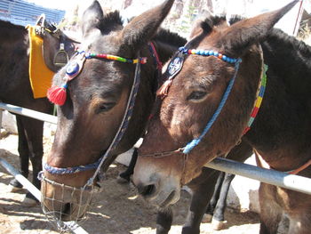 Close-up of horse