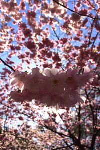 Low angle view of pink flowers blooming on tree