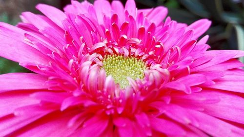 Close-up of pink flower blooming outdoors