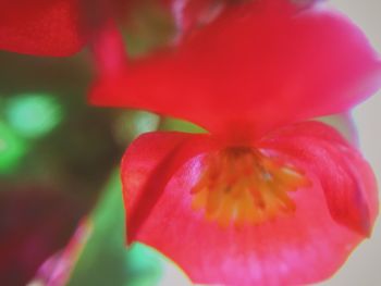 Close-up of red flower