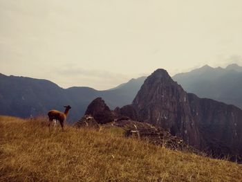 Horses on a mountain