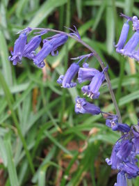 Close-up of purple flowers blooming outdoors