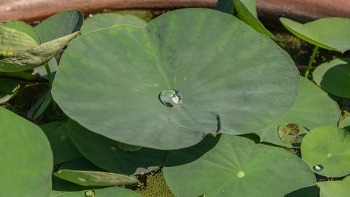 High angle view of lotus water lily