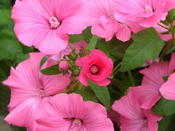 Close-up of pink flower