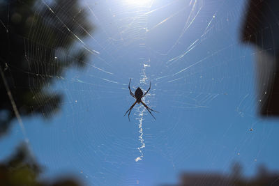 Close-up of spider web