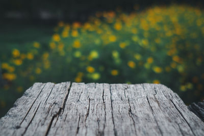 Close-up of wooden bench