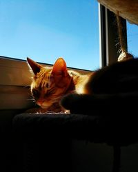 Close-up of cat sitting on window