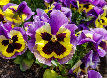Close-up of purple flower