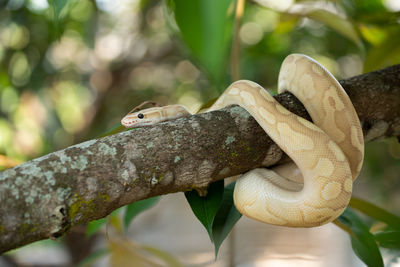 Ballpython snake