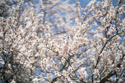 Close-up of white cherry blossom tree