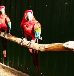 Parrot perching on tree