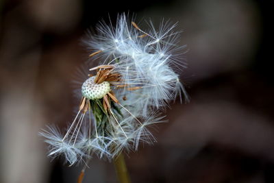 Close-up of dandelion flower