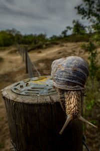 Close-up of snail on wooden post