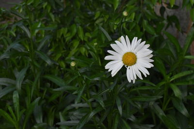 Close-up of white daisy flower on field