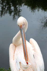 Close-up of pelican in lake