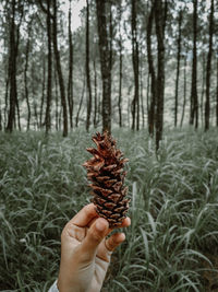 Cropped hand holding pine cone at forest