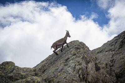 Ibex in the italian alps of val gerola