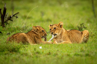 Two lion cubs lie biting dead branch