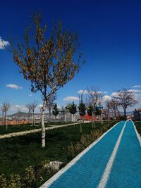 View of flowering plants by road against blue sky