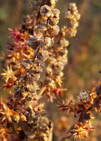 Close-up of plant against blurred background