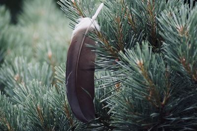 Close-up of feather against pine tree in field