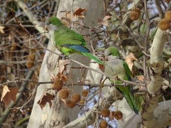 Close-up of bird perching on tree