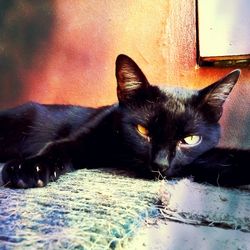 Portrait of cat sitting on floor