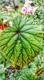 Close-up of leaves