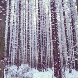 Snow covered trees